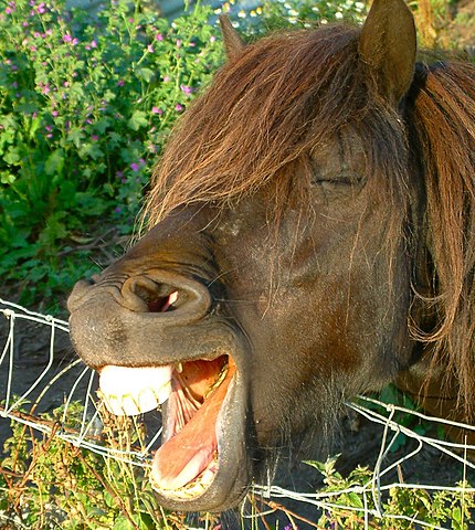 a horse with its teeth exposed