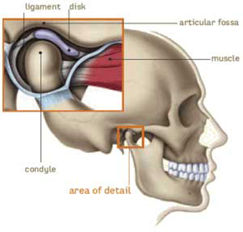 Diagram of a skull with TMJ area in the forefront, including ligament, disc, articular fossa, muscle, and condyle.